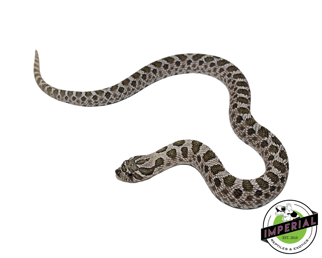 Arctic Western Hognose for sale, buy reptiles online, reptiles for sale, hognose for sale