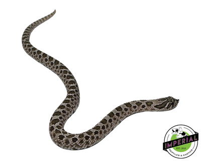 Arctic Western Hognose for sale, buy reptiles online, reptiles for sale, hognose for sale