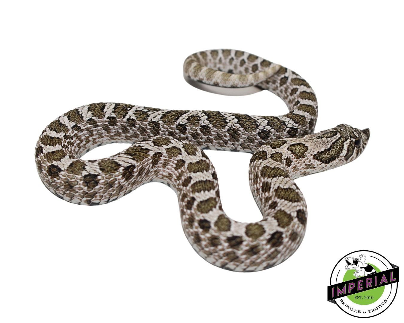 Arctic Western Hognose for sale, buy reptiles online, reptiles for sale, hognose for sale