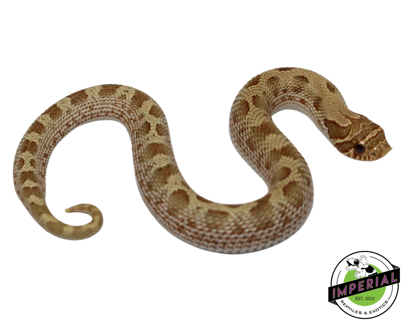 Pastel Anaconda Western Hognose Baby for sale, reptiles for sale, buy animals online