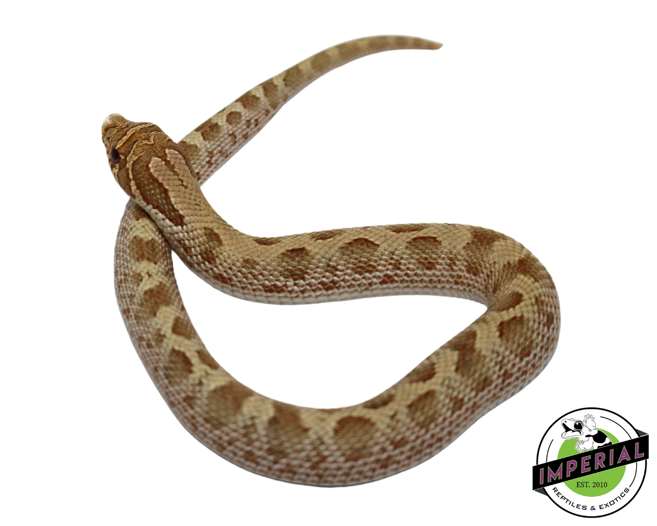 Pastel Anaconda Western Hognose Baby for sale, reptiles for sale, buy animals online