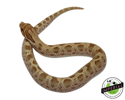 Pastel Anaconda Western Hognose Baby for sale, reptiles for sale, buy animals online