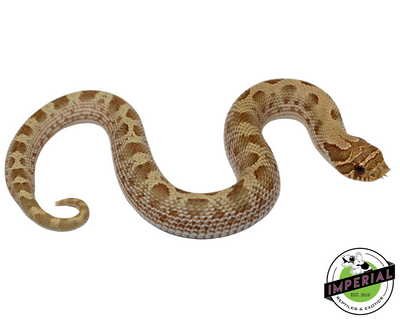 Pastel Anaconda Western Hognose Baby for sale, reptiles for sale, buy animals online