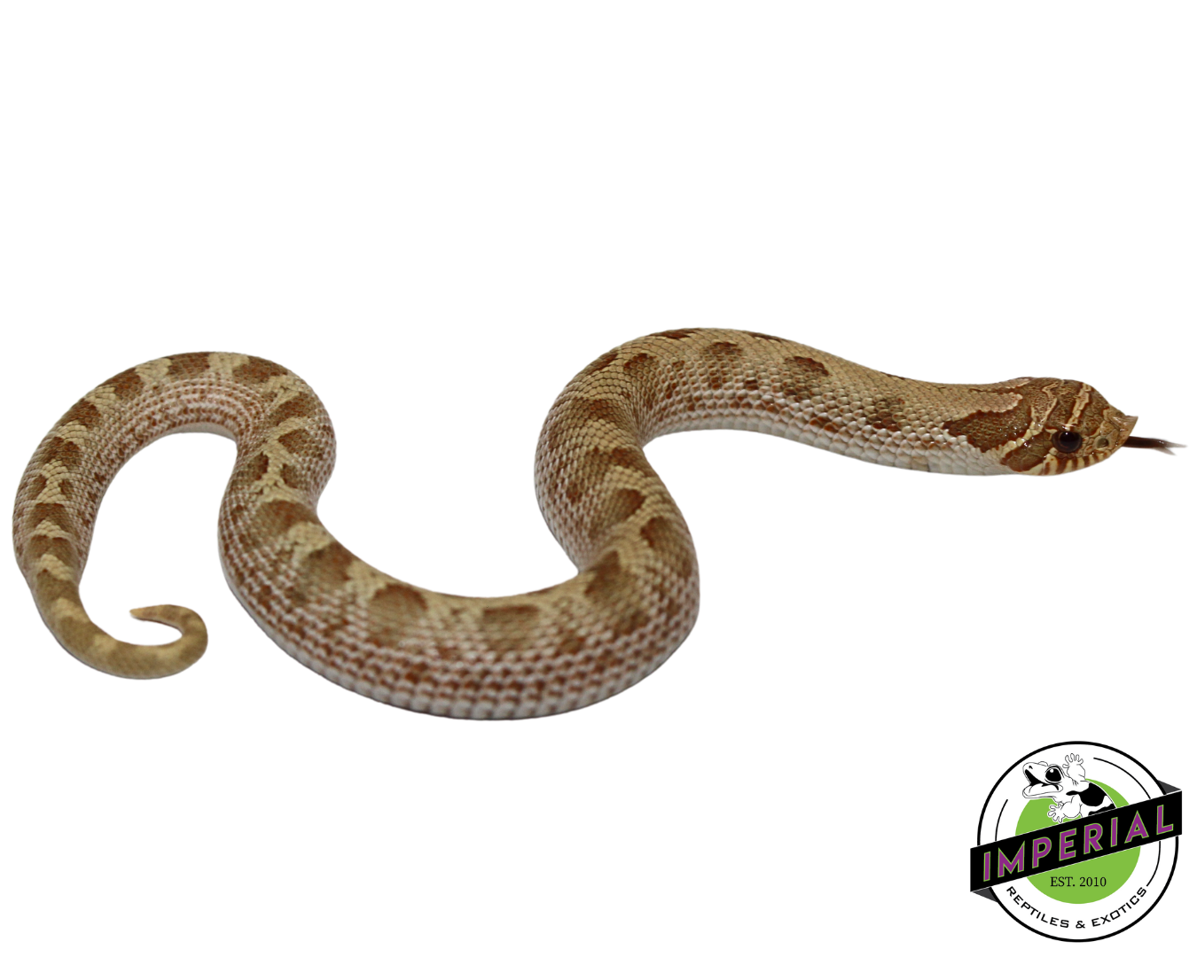 Pastel Anaconda Western Hognose Baby for sale, reptiles for sale, buy animals online