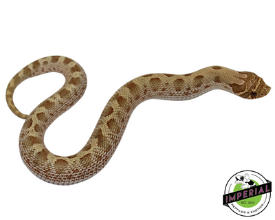 Pastel Anaconda Western Hognose Baby for sale, reptiles for sale, buy animals online