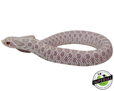 Snow Western Hognose Baby for sale, reptiles for sale, buy animals online