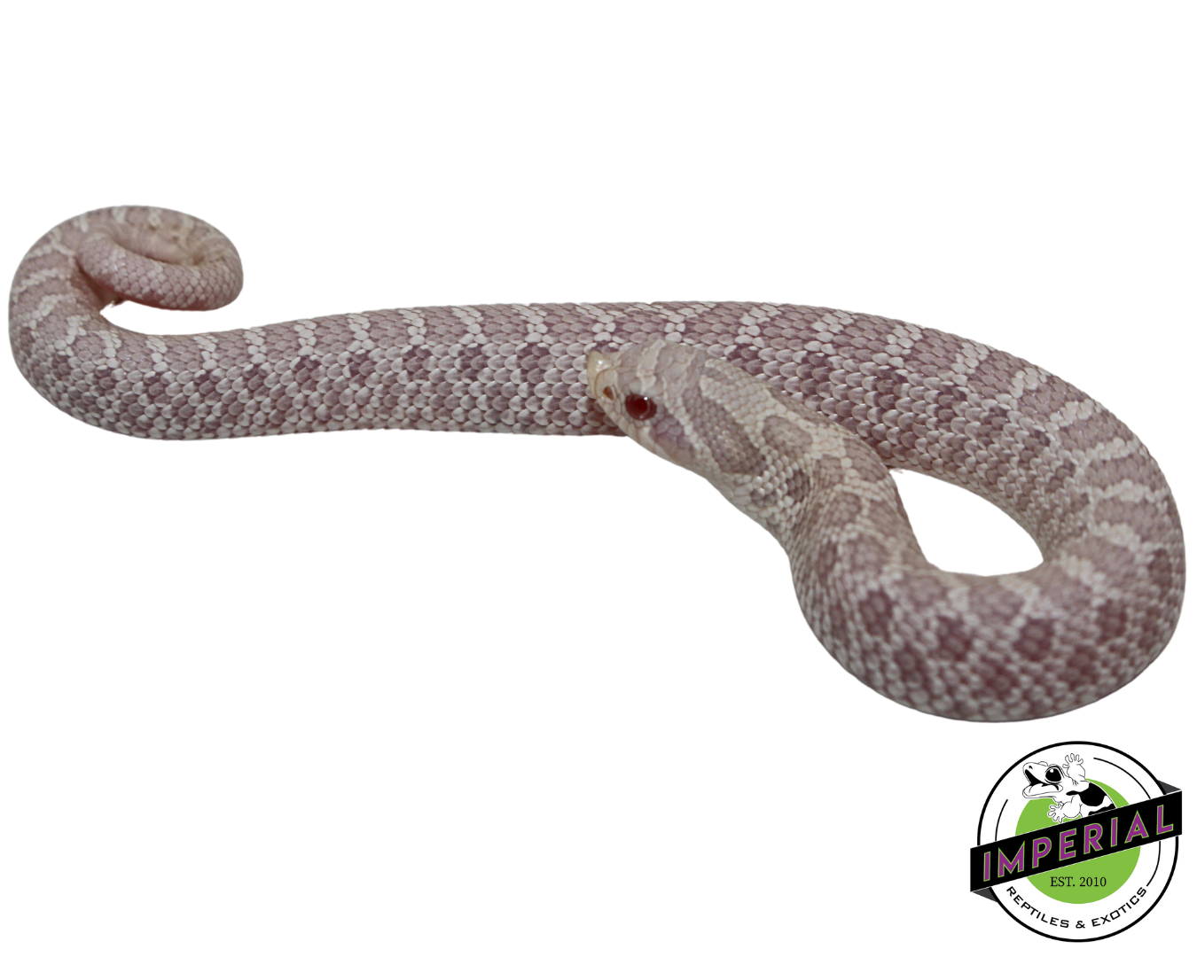 Snow Western Hognose Baby for sale, reptiles for sale, buy animals online