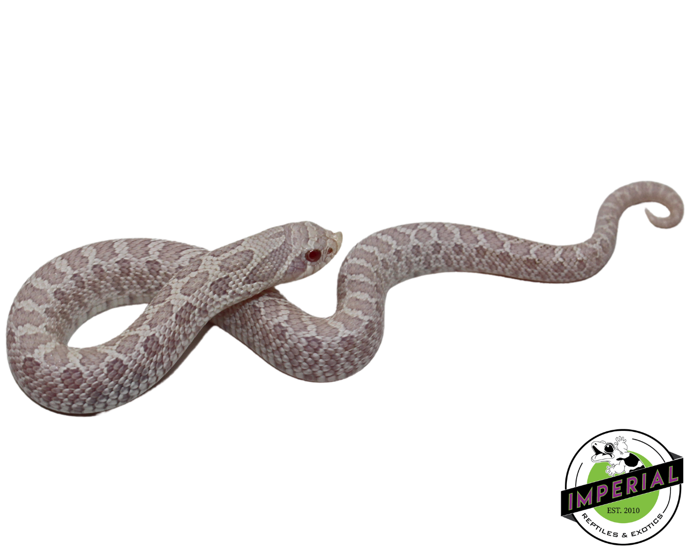 Snow Western Hognose For Sale - Imperial Reptiles – IMPERIAL REPTILES ...