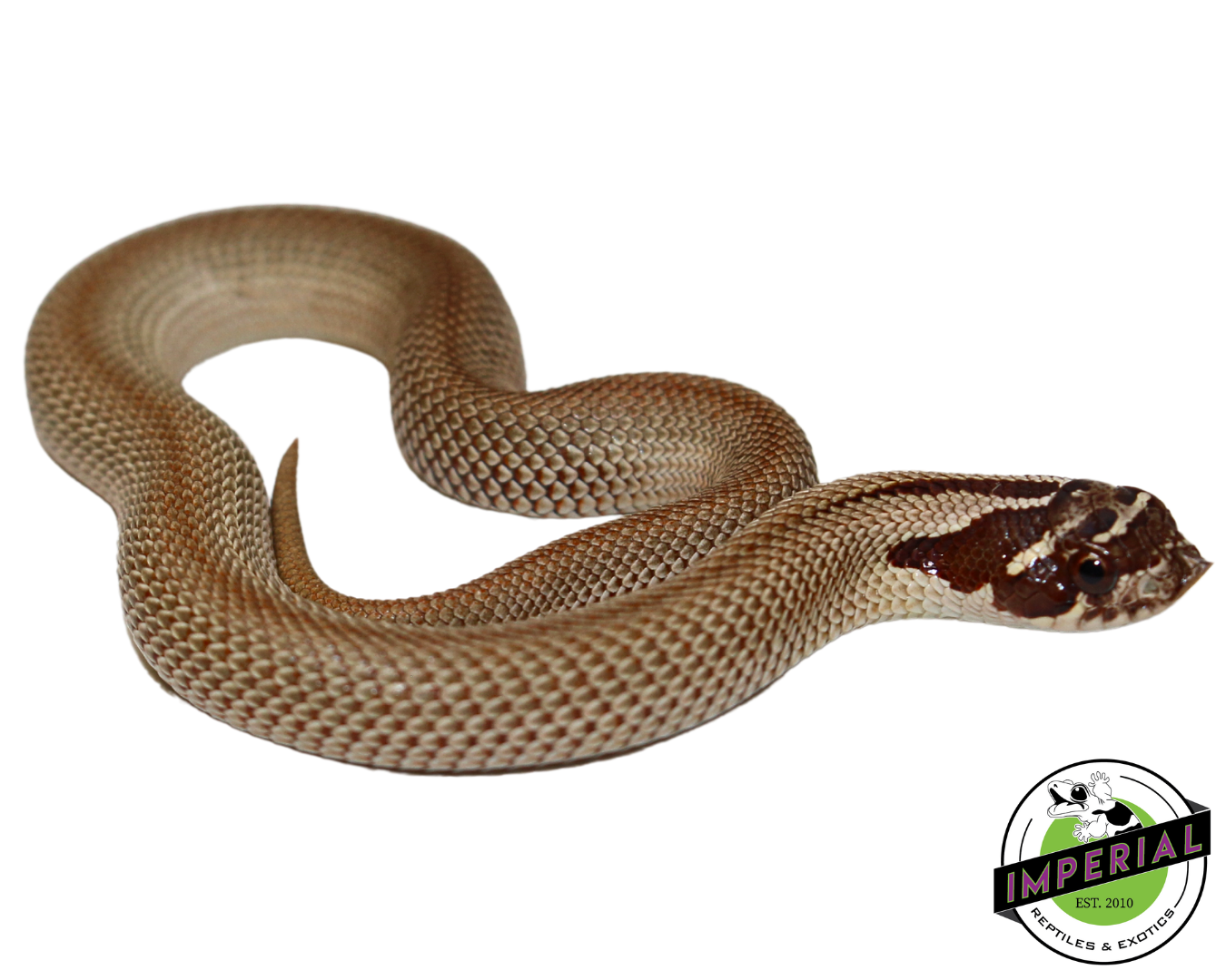 Superconda Western Hognose Baby for sale, reptiles for sale, buy animals online