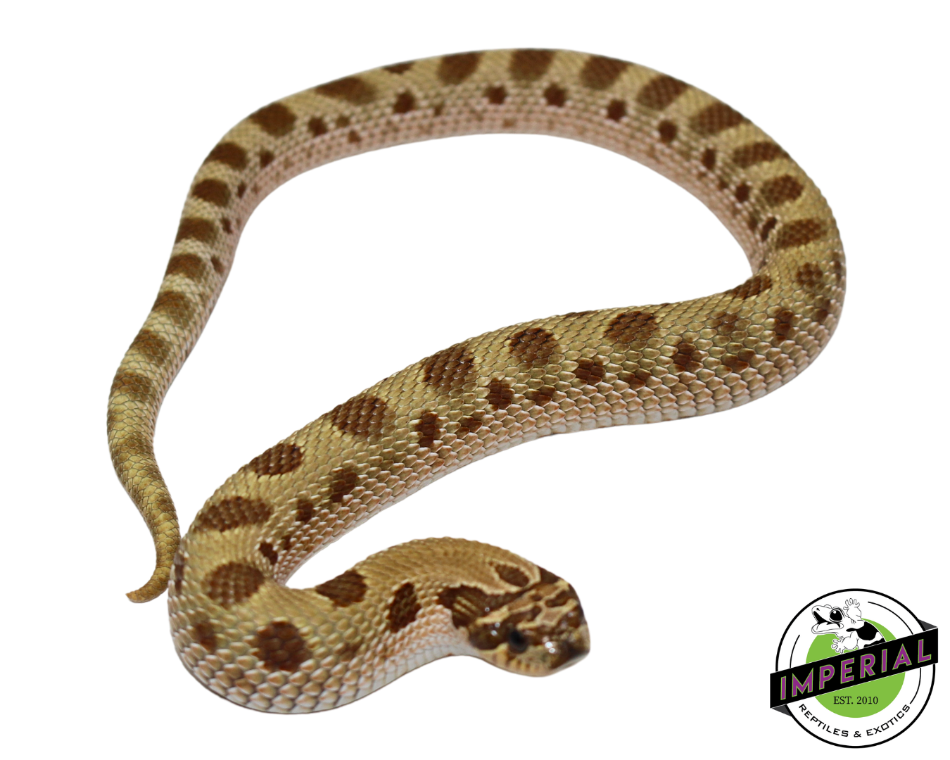 Toffeeconda Western Hognose Baby for sale, reptiles for sale, buy animals online