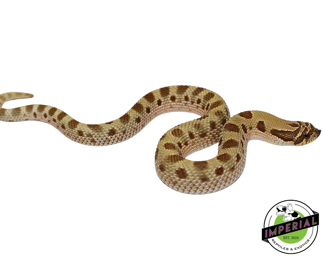 Toffeeconda Western Hognose Baby for sale, reptiles for sale, buy animals online