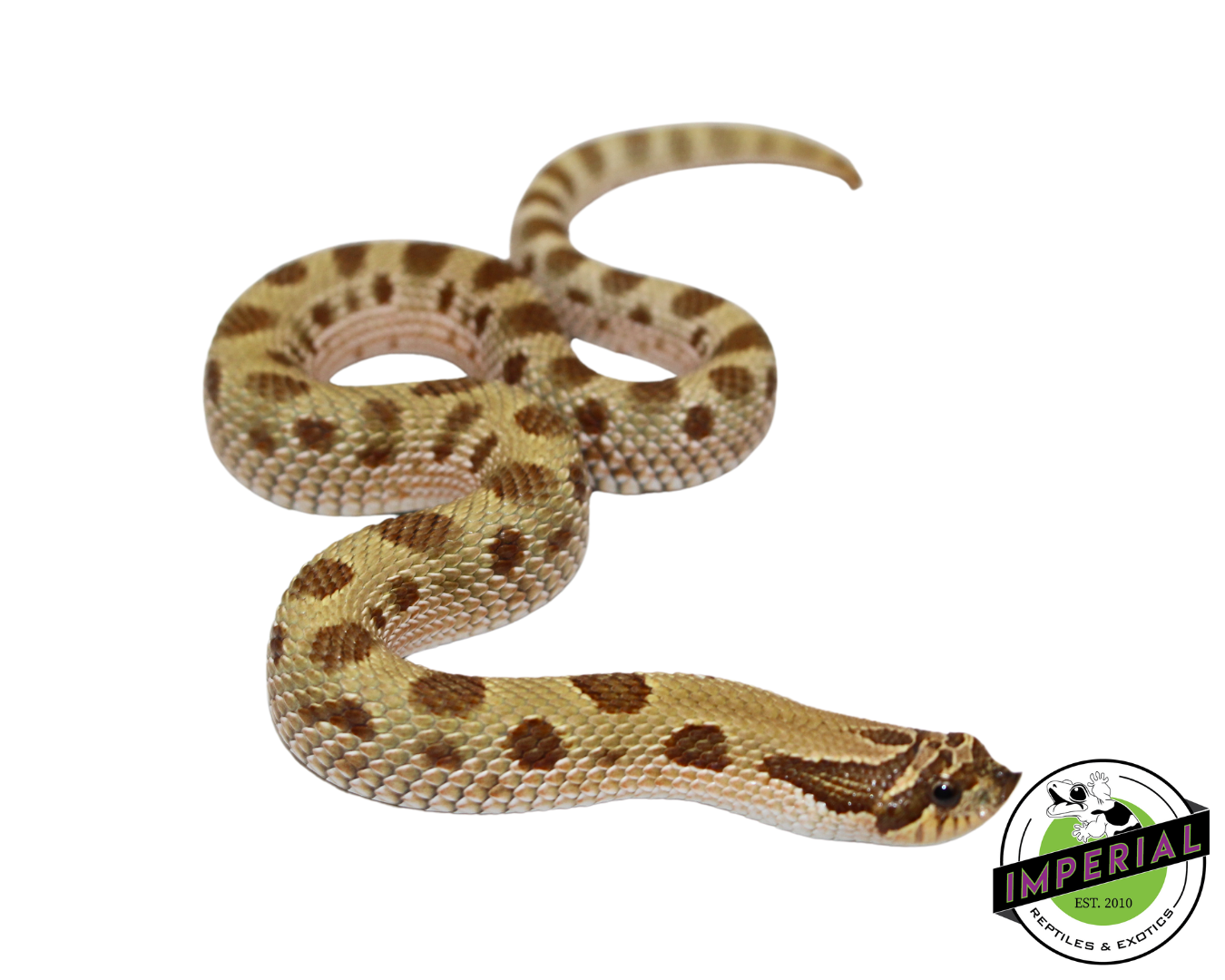 Toffeeconda Western Hognose Baby for sale, reptiles for sale, buy animals online