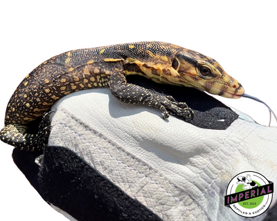 Samurai Cumingi Monitor for sale, reptiles for sale, buy animals online