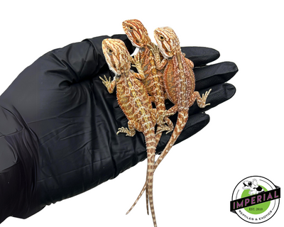 Red Bearded Dragon for sale, buy reptiles online, reptiles for sale