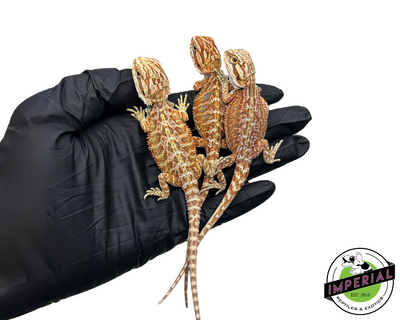 Red Bearded Dragon for sale, buy reptiles online, reptiles for sale