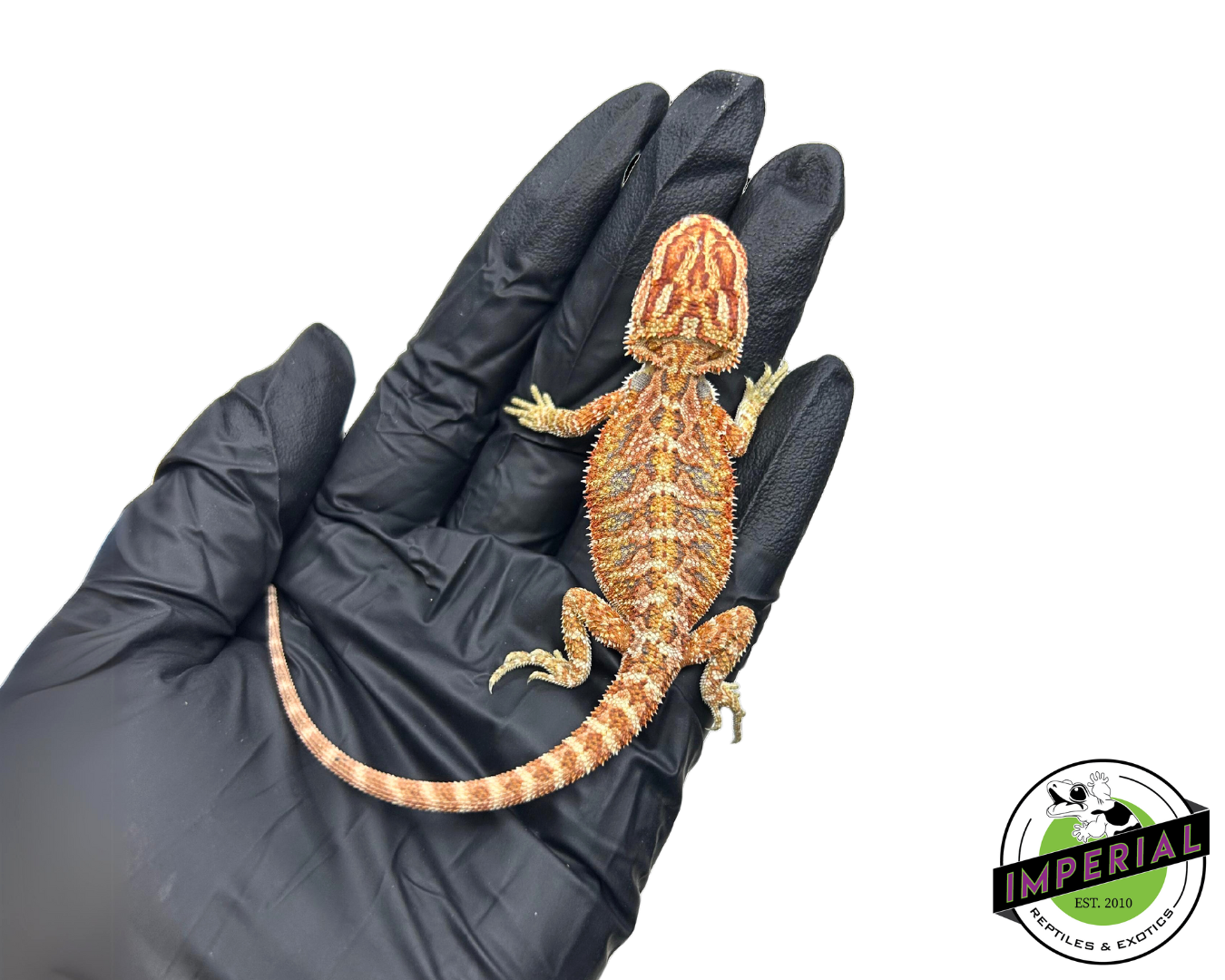 Red Bearded Dragon for sale, buy reptiles online, reptiles for sale