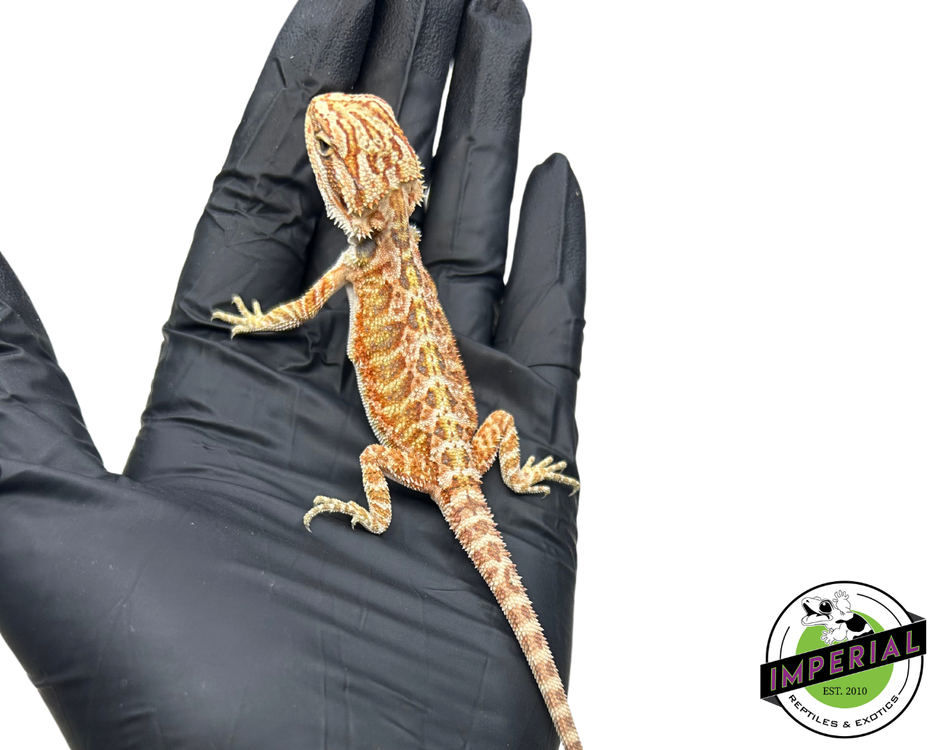 Red Bearded Dragon for sale, buy reptiles online, reptiles for sale