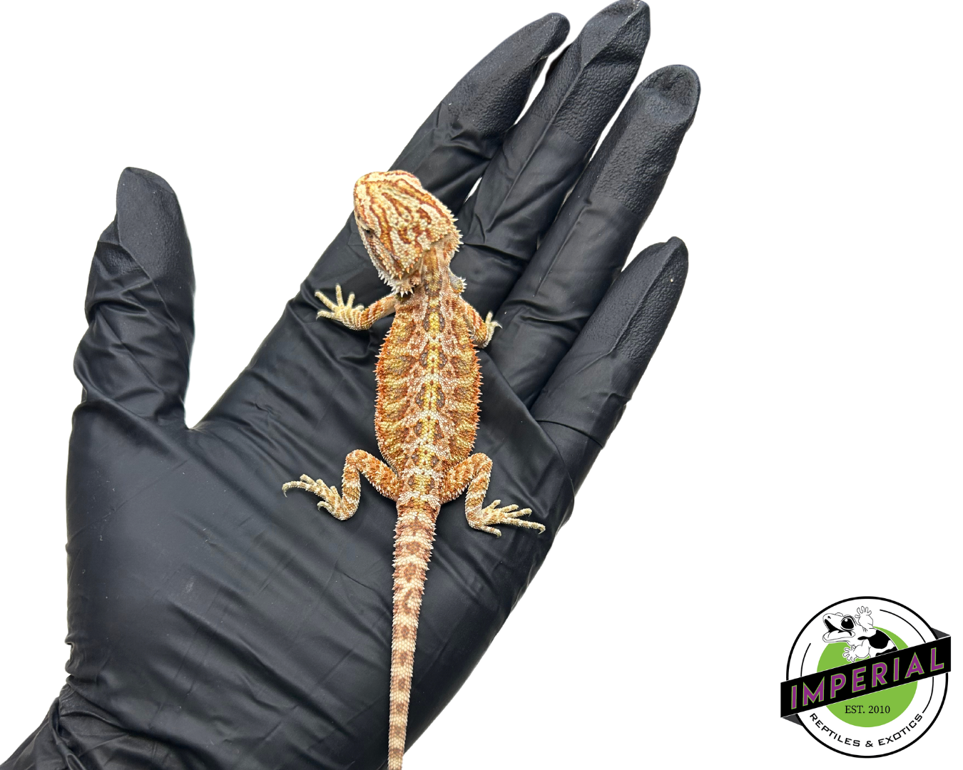 Red Bearded Dragon for sale, buy reptiles online, reptiles for sale