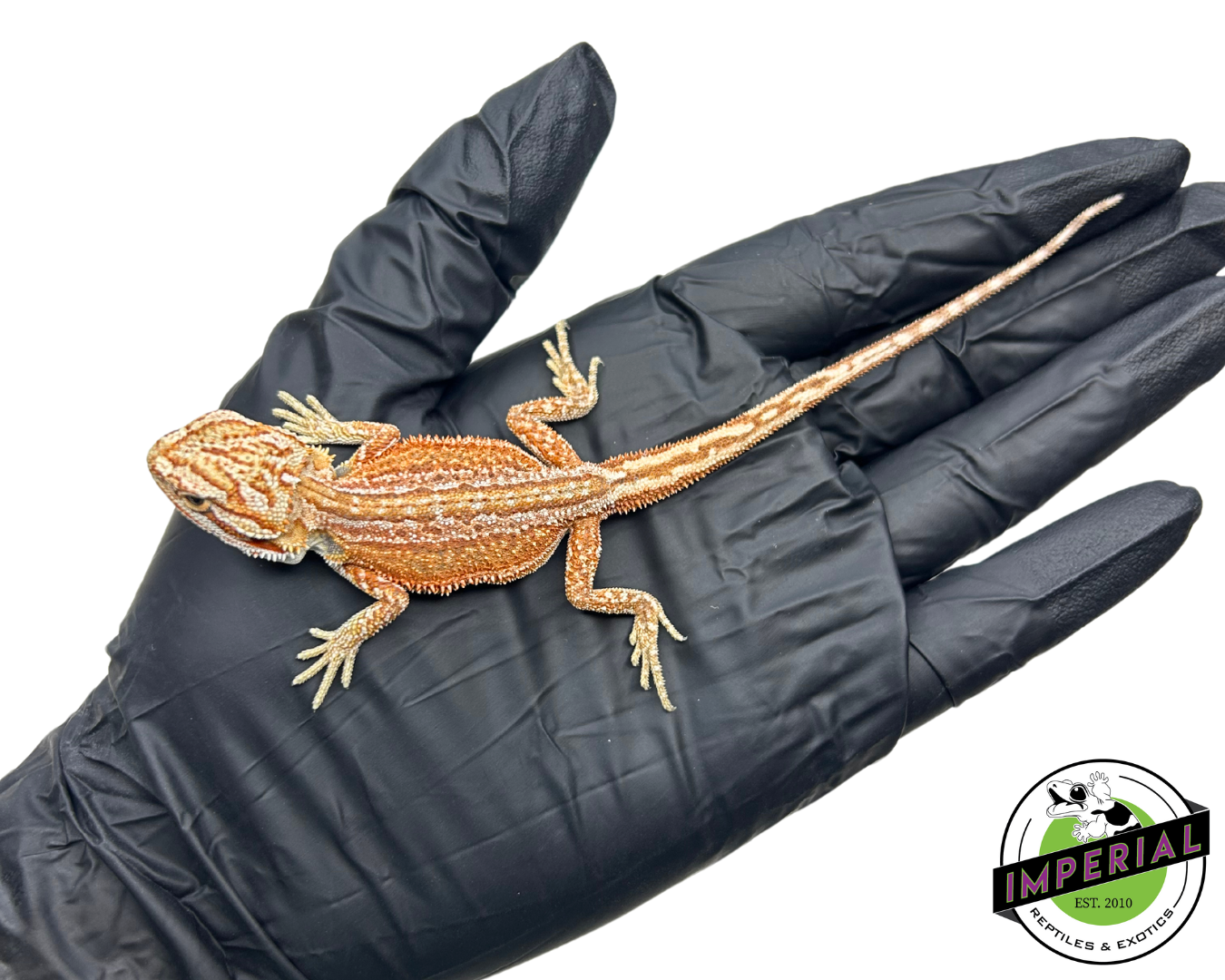 Red Bearded Dragon for sale, buy reptiles online, reptiles for sale