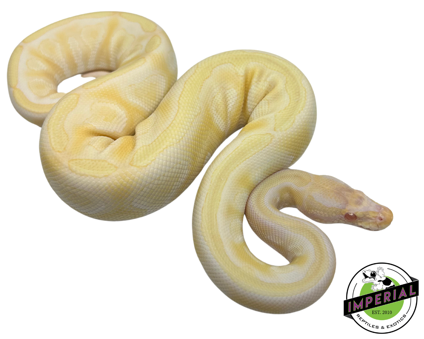 Albino Mojave Ball Python for sale, buy reptiles online, ball pythons for sale