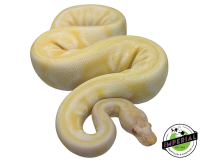 Albino Mojave Ball Python for sale, buy reptiles online, ball pythons for sale