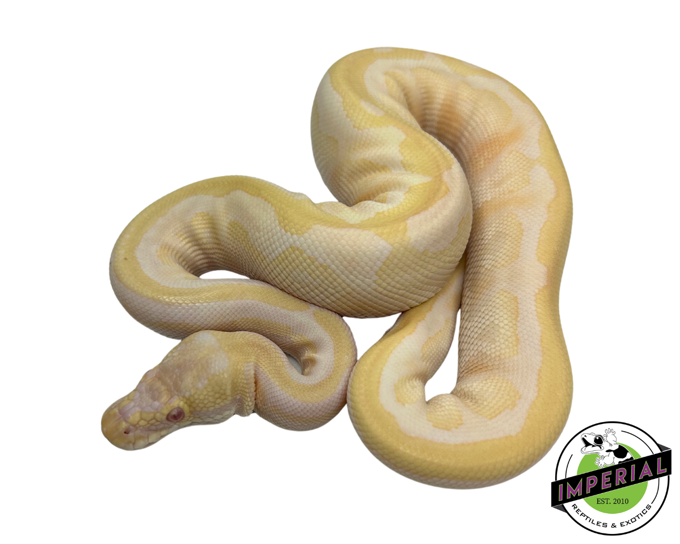 Albino Spotnose Ball Python for sale, buy reptiles online, ball pythons for sale