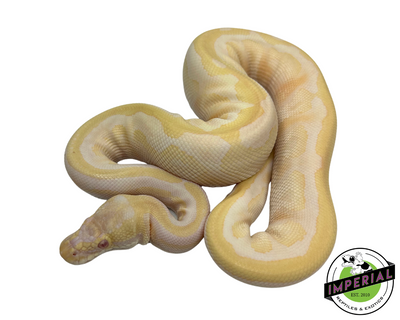 Albino Spotnose Ball Python for sale, buy reptiles online, ball pythons for sale