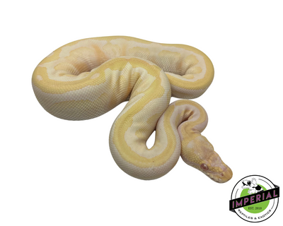 Albino Spotnose Ball Python for sale, buy reptiles online, ball pythons for sale