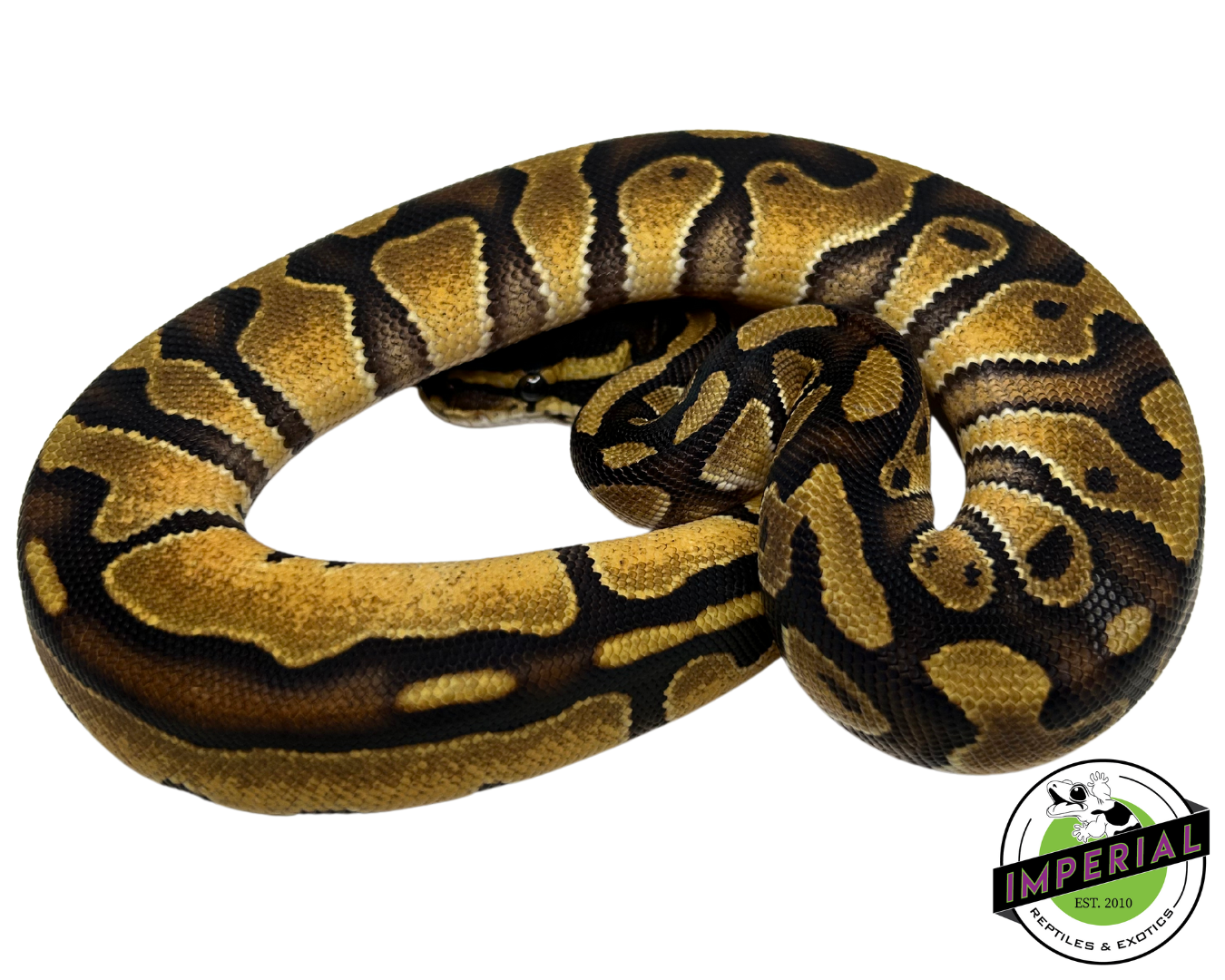 Encchi Ball Python Enchi Ball Python