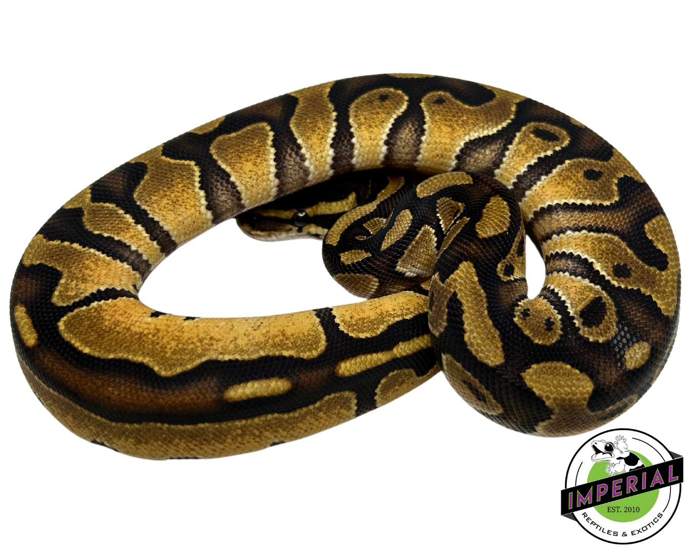 Blackhead Enchi Ball Python for sale, buy reptiles online, ball pythons for sale