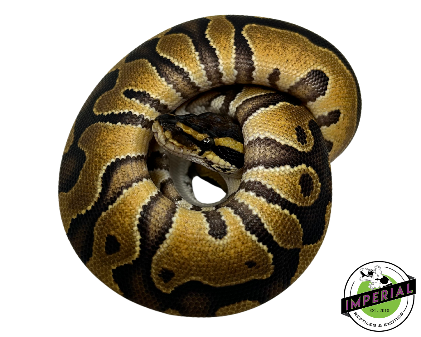 Blackhead Enchi Ball Python for sale, buy reptiles online, ball pythons for sale