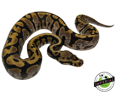 Calico Spotnose Ball Python for sale, buy reptiles online, ball pythons for sale