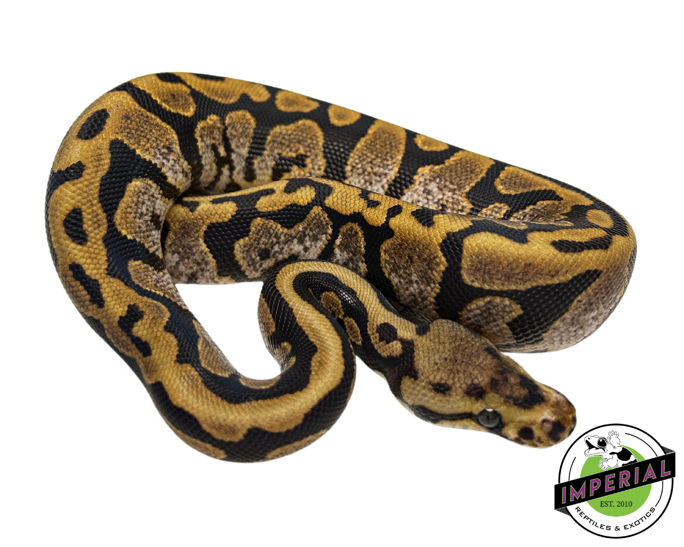 Calico Spotnose Ball Python for sale, buy reptiles online, ball pythons for sale