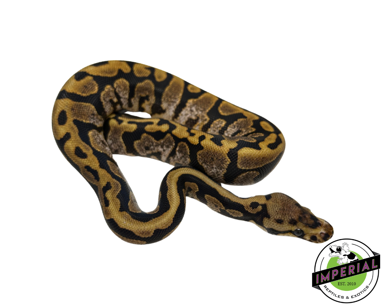 Calico Spotnose Ball Python for sale, buy reptiles online, ball pythons for sale