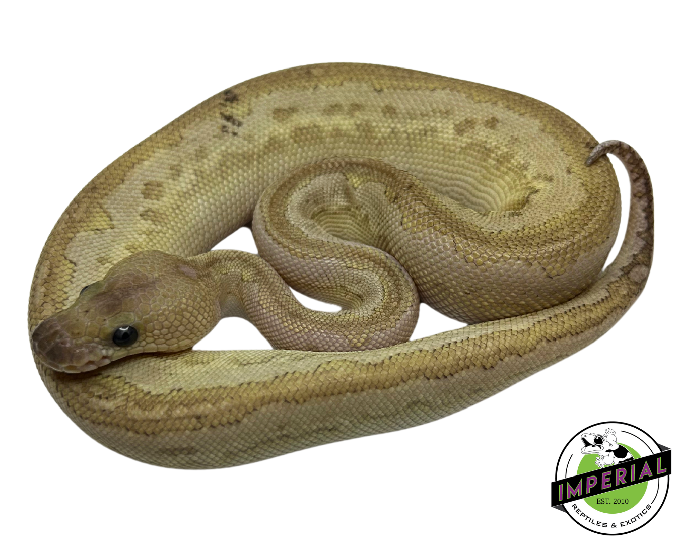 Cinnamon bamboo clown ball python for sale imperial reptiles