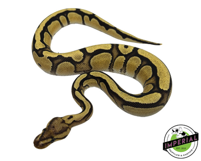 Cypress Orange Dream Enchi Yellowbelly Ball Python for sale, buy reptiles online, ball pythons for sale