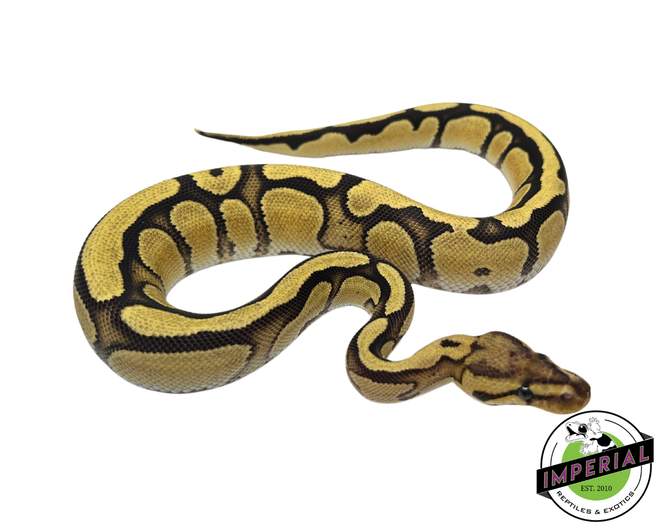 Cypress Orange Dream Enchi Yellowbelly Ball Python for sale, buy reptiles online, ball pythons for sale
