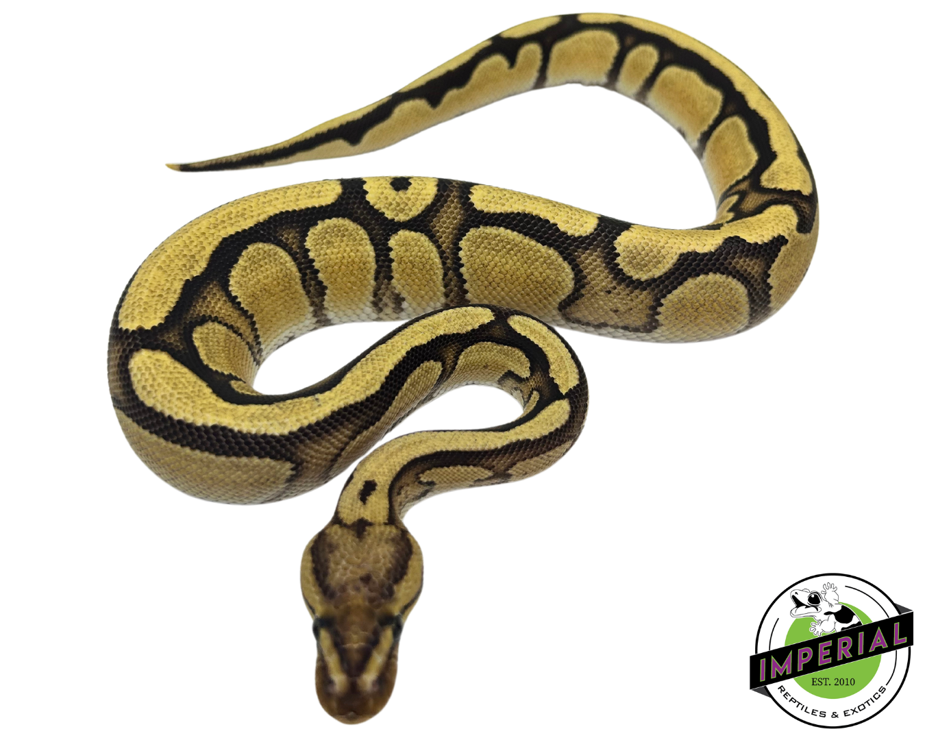Cypress Orange Dream Enchi Yellowbelly Ball Python for sale, buy reptiles online, ball pythons for sale