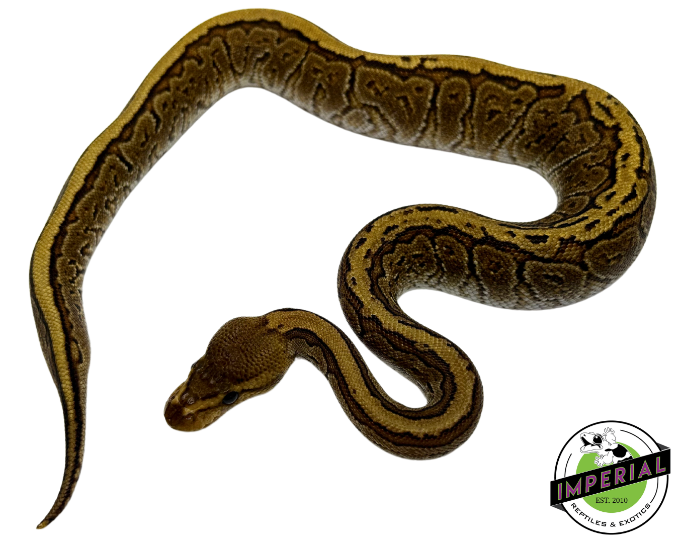 Cypress Pinstripe Ball Python for sale, buy reptiles online, ball pythons for sale