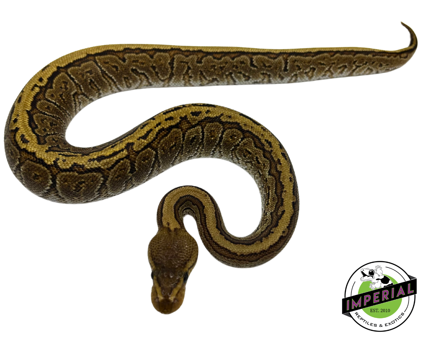 Cypress Pinstripe Ball Python for sale, buy reptiles online, ball pythons for sale