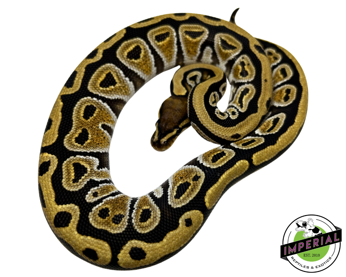 Cypress Yellowbelly Ball Python for sale, buy reptiles online, ball pythons for sale