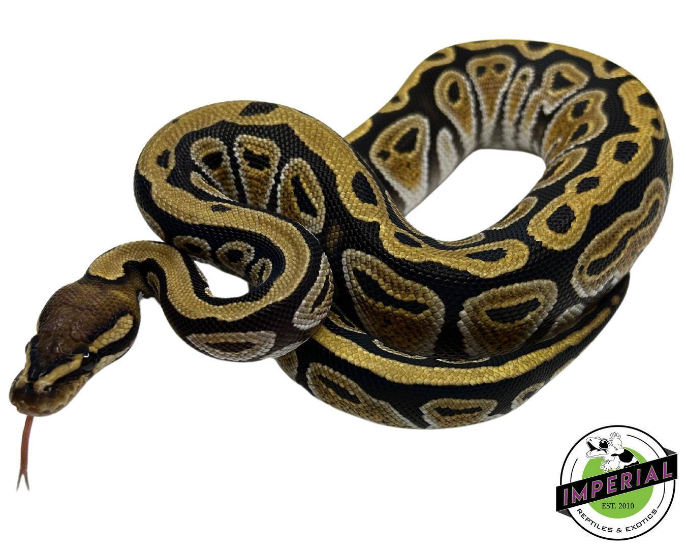 Cypress Yellowbelly Ball Python for sale, buy reptiles online, ball pythons for sale