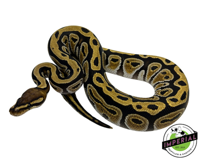 Cypress Yellowbelly Ball Python for sale, buy reptiles online, ball pythons for sale