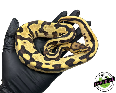 Orange Dream Leopard Ball Python for sale, buy reptiles online, ball pythons for sale