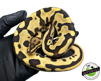 Orange Dream Leopard Ball Python for sale, buy reptiles online, ball pythons for sale