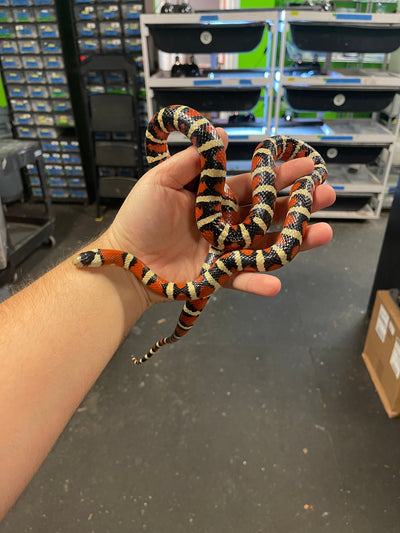 Arizona Mountain Kingsnake Adult