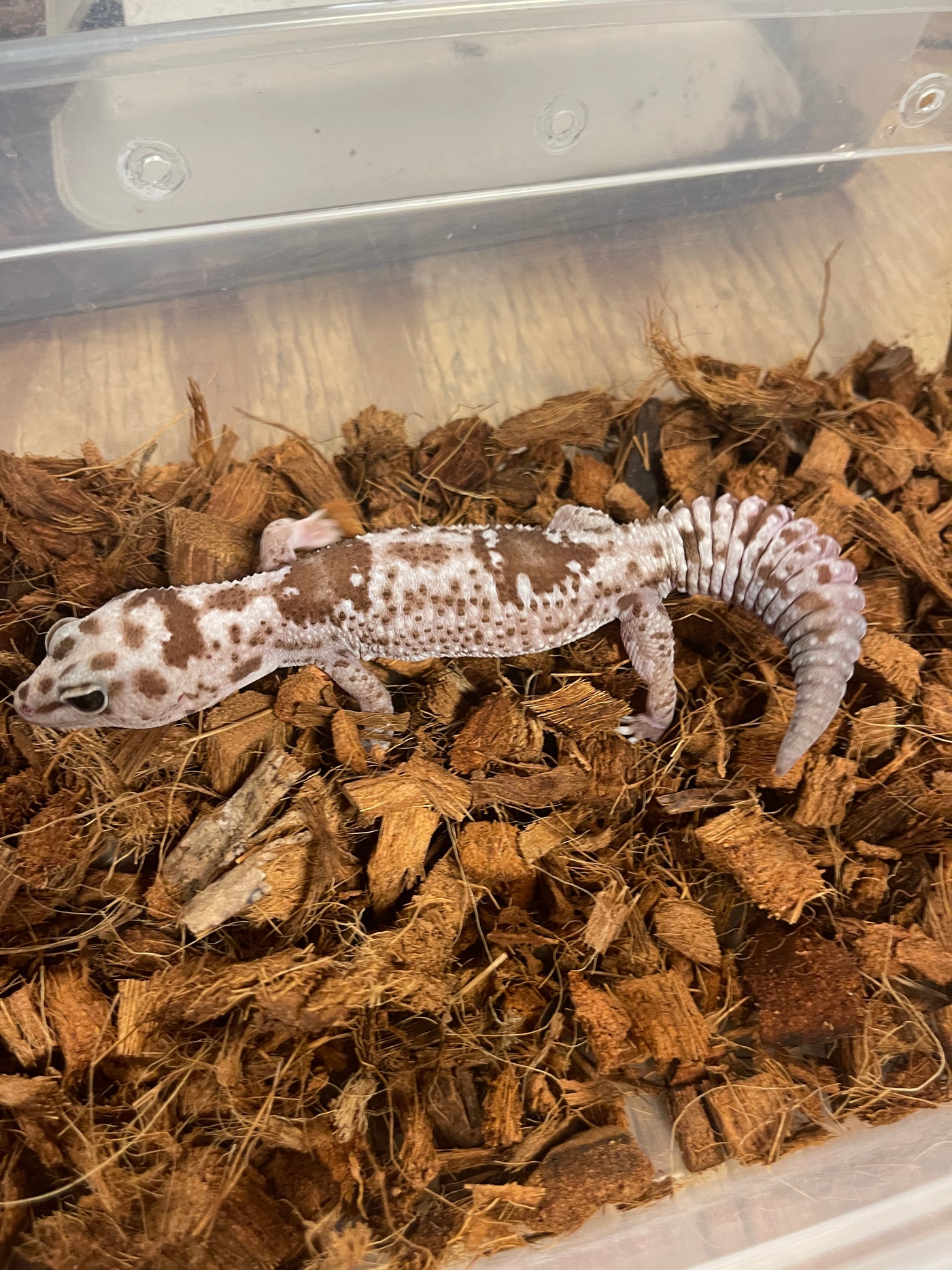 Oreo Zulu African Fat Tail Gecko Adult