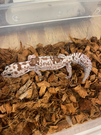 Oreo Zulu African Fat Tail Gecko Adult