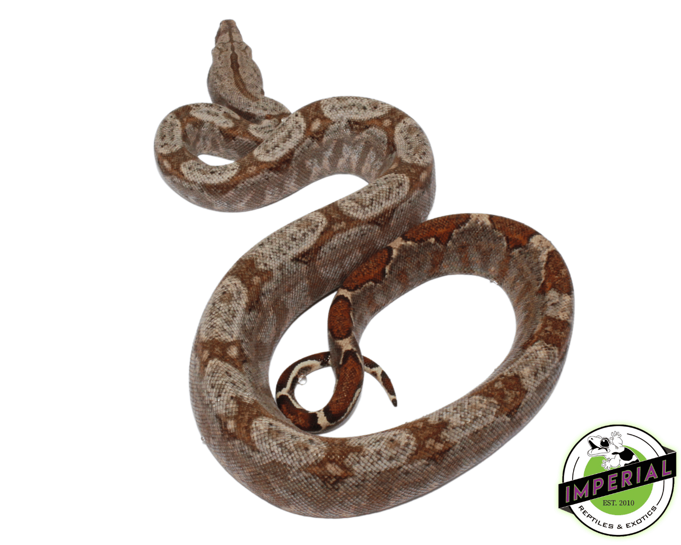 Hog Island (75) Boa For Sale Imperial Reptiles IMPERIAL REPTILES