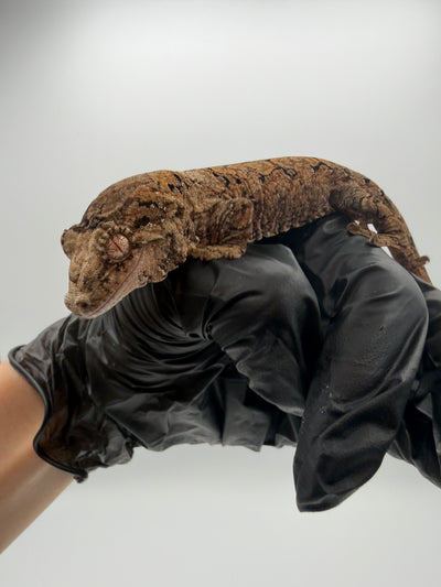 PI Chahoua Gecko #111825-08